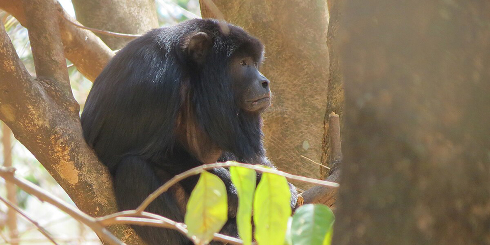 Fotografía de un mono aullador en el árbol.