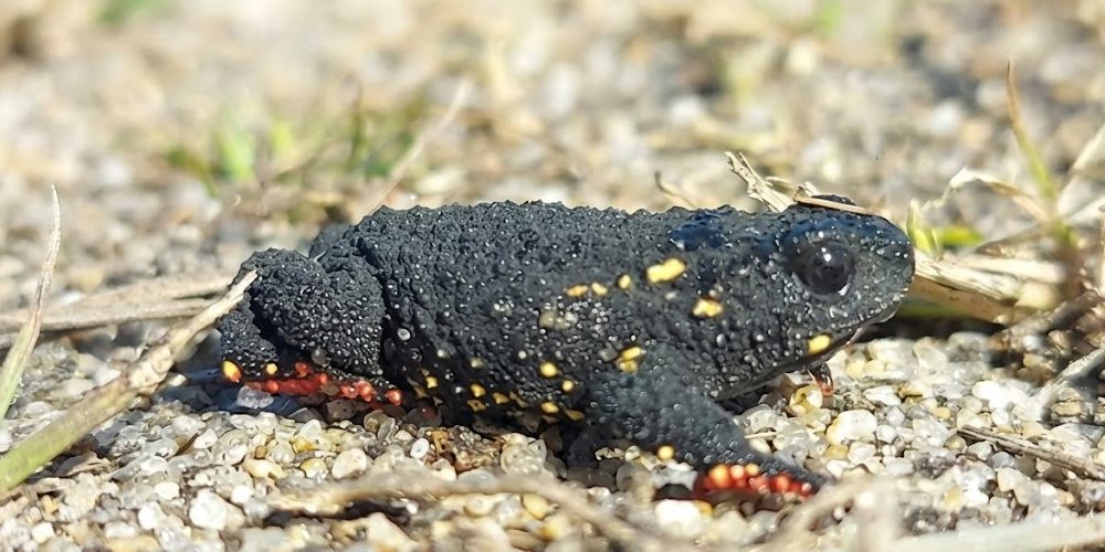 Fotografía del sapito de Darwin en su hábitat.