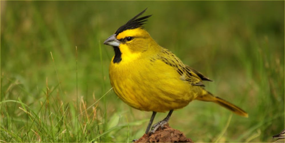 Fotografía del cardenal amarillo posado en el pasto, con plumaje amarillo y copete negro.
