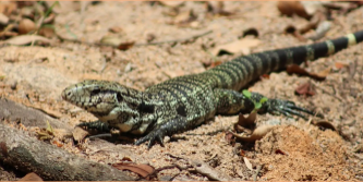 Fotografía de un lagarto overo en su hábitat.