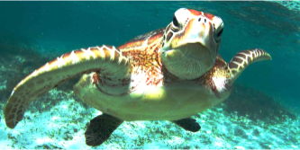Fotografía de una tortuga verde bajo el mar.