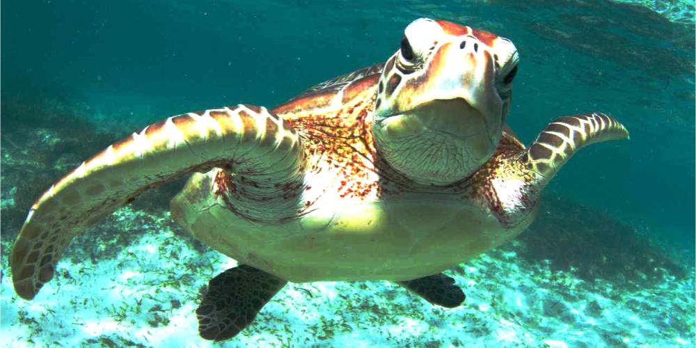Fotografía de una tortuga verde bajo el mar.