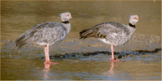 Imagen de los dos chajás comunes, de plumaje gris y con penachos de plumas en sus cabezas, de pie en la orilla lodosa de un cuerpo de agua.