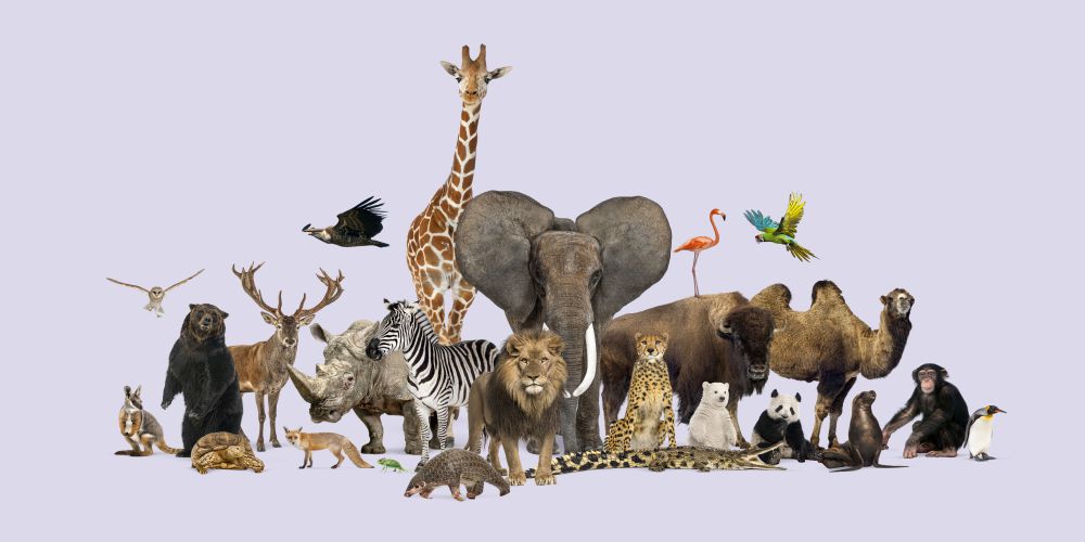 Imagen de un gran grupo de diferentes animales salvajes del mundo posando juntos sobre un fondo púrpura.