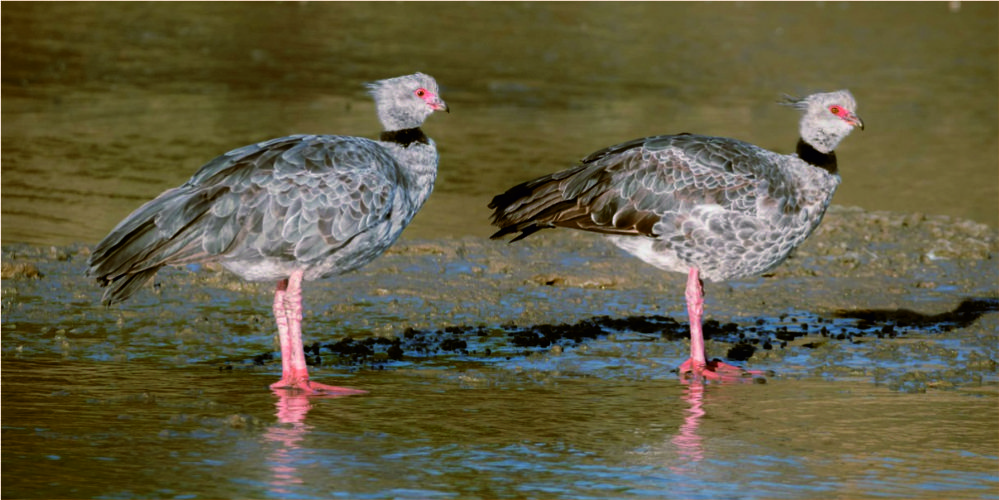 Imagen de los dos chajás comunes, de plumaje gris y con penachos de plumas en sus cabezas, de pie en la orilla lodosa de un cuerpo de agua.